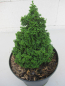 Preview: Edelstein Hinoki Scheinzypresse 1